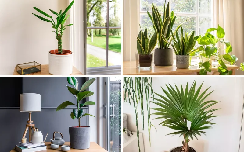 30 Beautiful Indoor Plants That Will Transform Your Home Into a Green Paradise