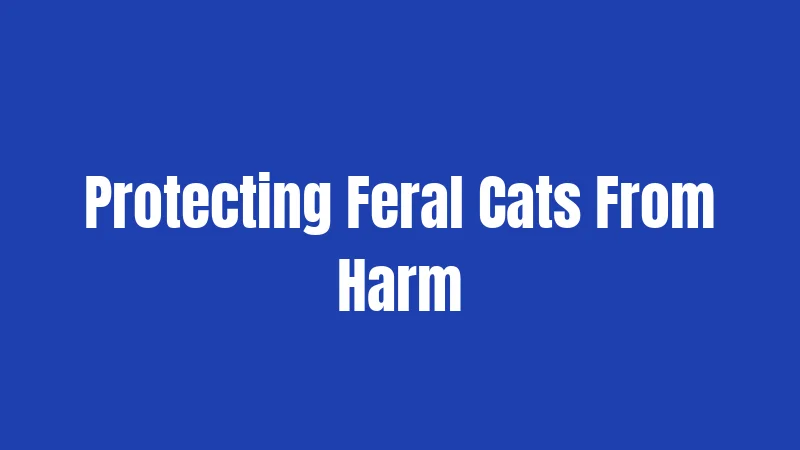 Protecting Feral Cats From Harm