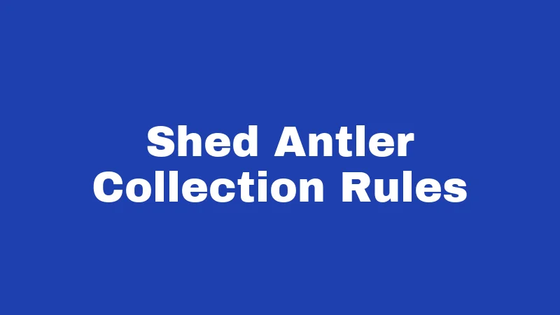 Hunting Laws in Nevada (2026): Rules Every Hunter Must Know 5 Shed Antler Collection Rules