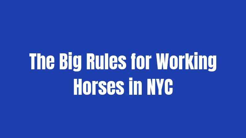 New York Horse Laws in 2026: Everything Horse Owners Really Need to Know 2 The Big Rules for Working Horses in NYC