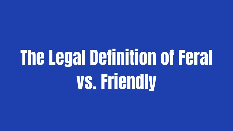Feral Cat Laws in California (2026): What You Actually Need to Know 2 The Legal Definition of Feral vs. Friendly