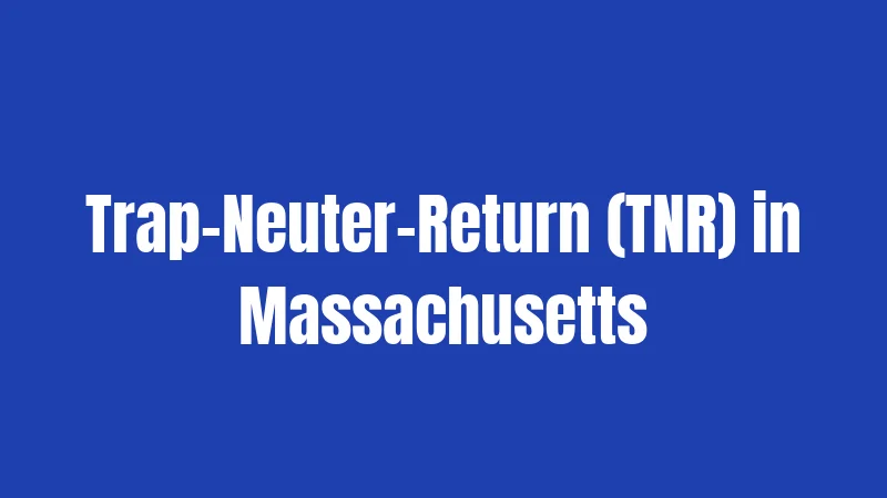 Trap-Neuter-Return (TNR) in Massachusetts