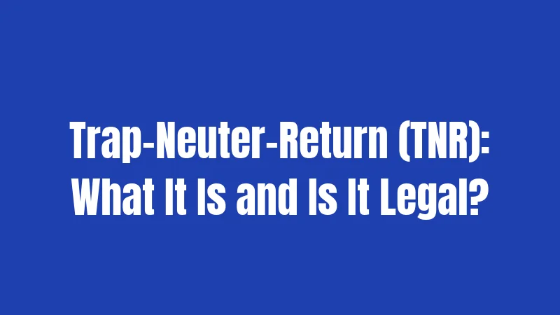 Trap-Neuter-Return (TNR): What It Is and Is It Legal?