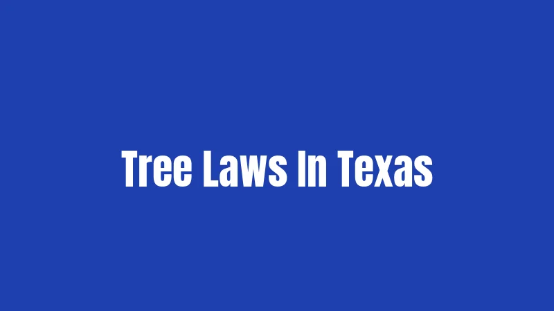 Texas Tree Laws (2026): What Gets You in Trouble