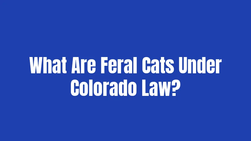 What Are Feral Cats Under Colorado Law?