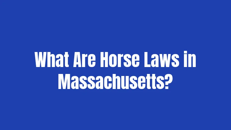 What Are Horse Laws in Massachusetts?