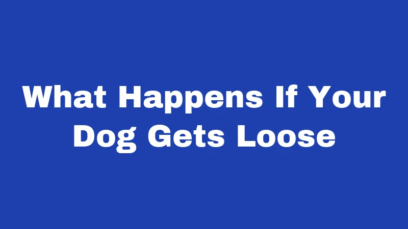 What Happens If Your Dog Gets Loose