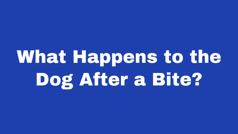Dog Bite Laws in Connecticut (2026): Your Rights After an Attack 3 What Happens to the Dog After a Bite?