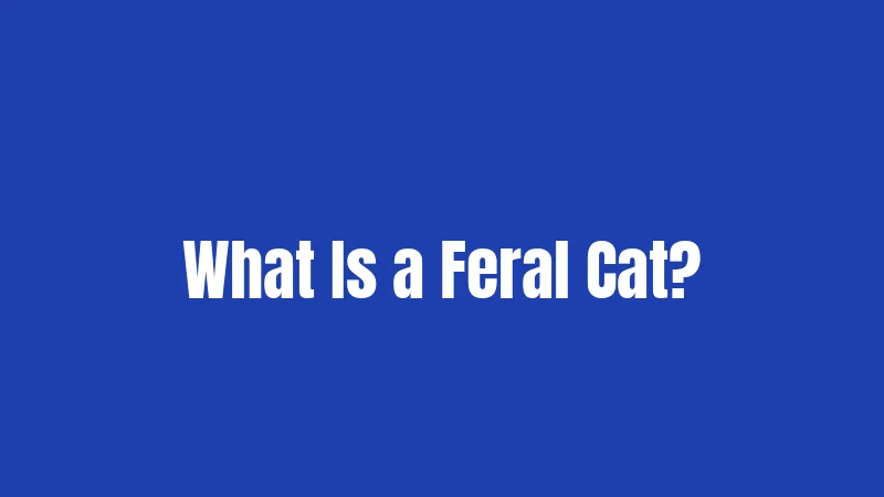What Is a Feral Cat?
