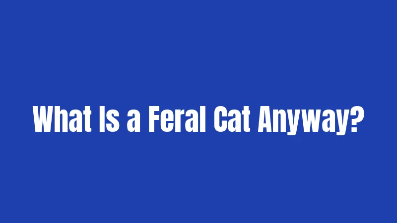 What Is a Feral Cat Anyway?