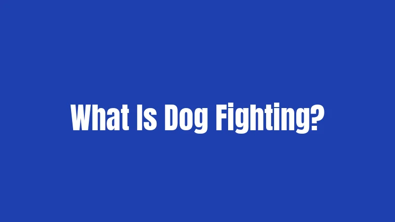 What Is Dog Fighting?