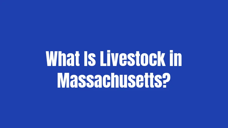 What Is Livestock in Massachusetts?