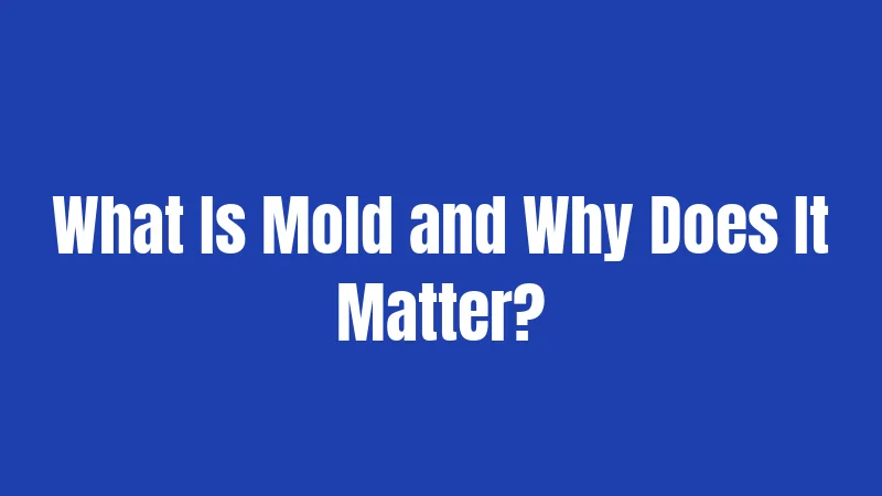 What Is Mold and Why Does It Matter?