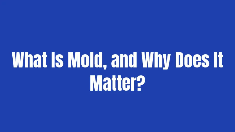 What Is Mold, and Why Does It Matter?