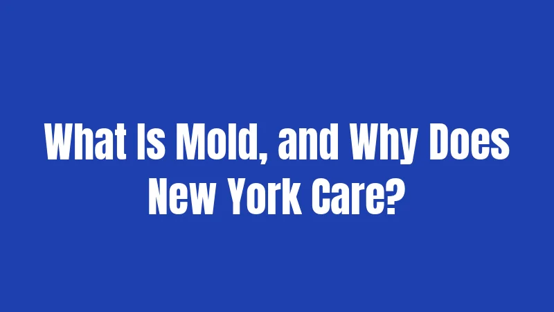 What Is Mold, and Why Does New York Care?
