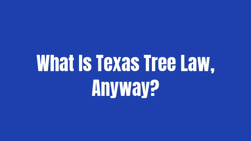Texas Tree Laws (2026): What Gets You in Trouble 1 What Is Texas Tree Law, Anyway?