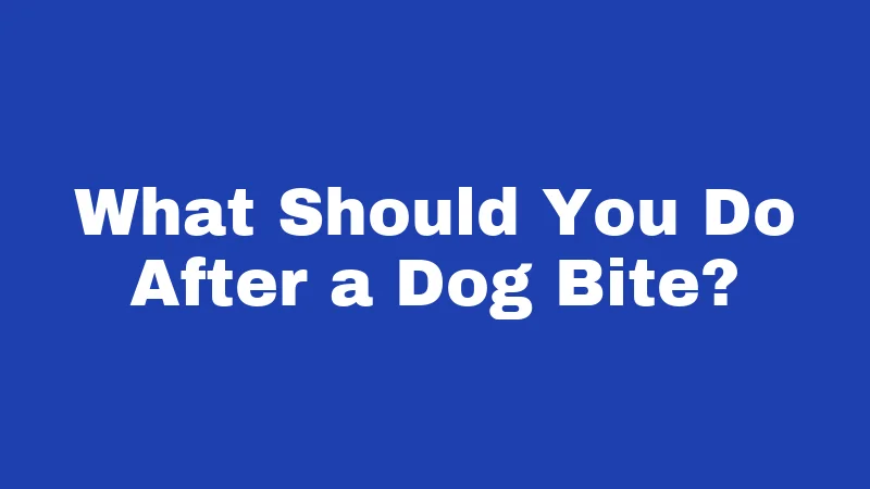 Dog Bite Laws in Connecticut (2026): Your Rights After an Attack 5 What Should You Do After a Dog Bite?