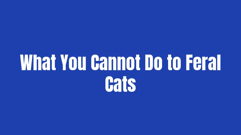 What You Cannot Do to Feral Cats