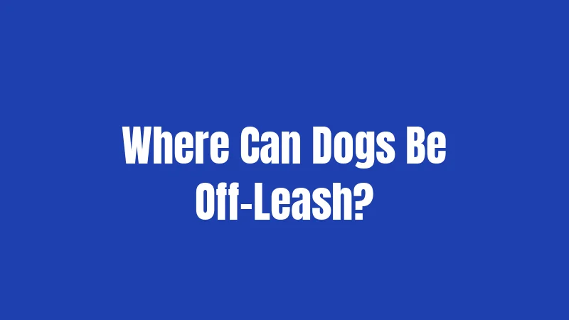 Where Can Dogs Be Off-Leash?